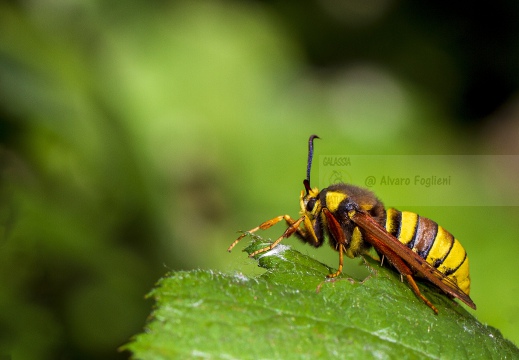 Vespa crabro - Calabrone 