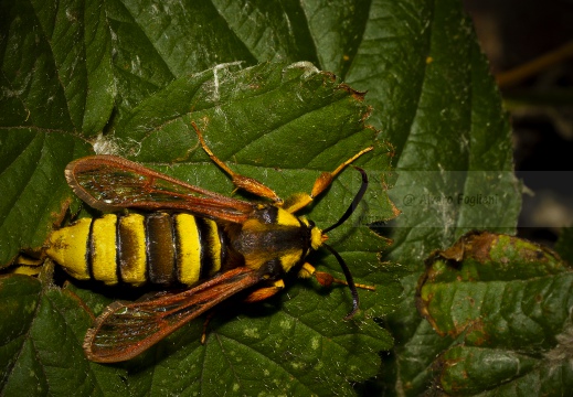 Sesia apiforme - Falena calabrone  