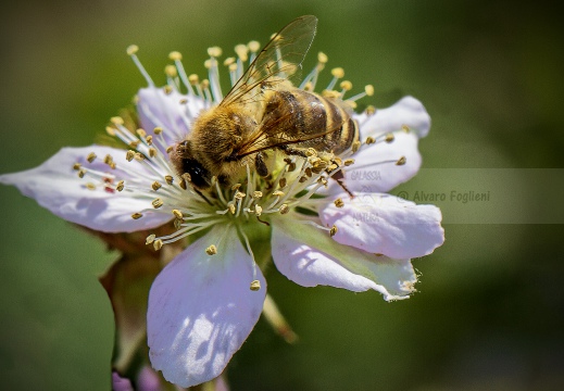 APE; European honey bee;  Apis mellifera 