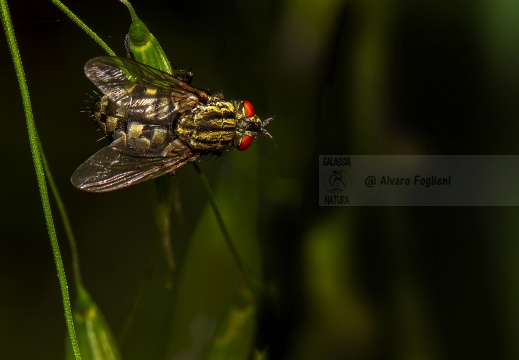 Sarcophaga - Mosca carnaria