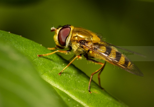 Syrphus ribesii - Sirfide del ribes