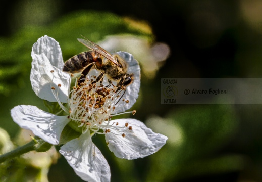 Ape europea - Apis mellifera - Honey bee