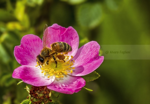 Ape europea - Apis mellifera - Honey bee