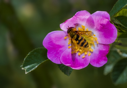 Syrphus ribesii - Sirfide del ribes