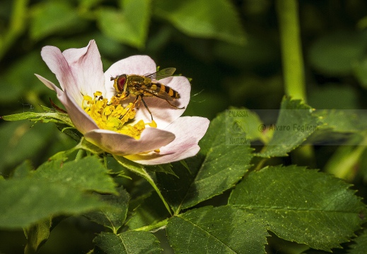 Syrphus ribesii - Sirfide del ribes