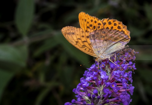 Argynnis paphia - PAFIA; TABACCO DI SPAGNA; FRITILLARIA