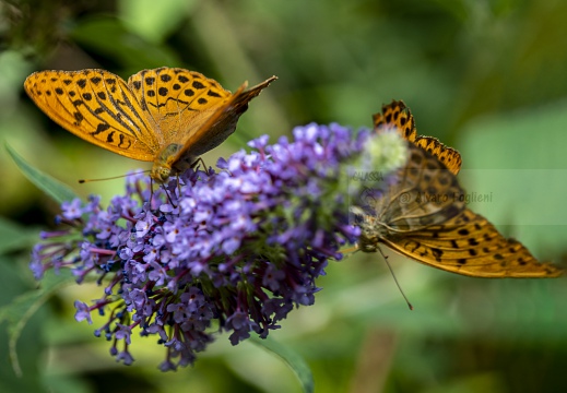 Argynnis paphia - PAFIA; TABACCO DI SPAGNA; FRITILLARIA