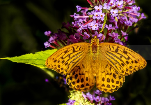 Argynnis paphia - PAFIA; TABACCO DI SPAGNA; FRITILLARIA