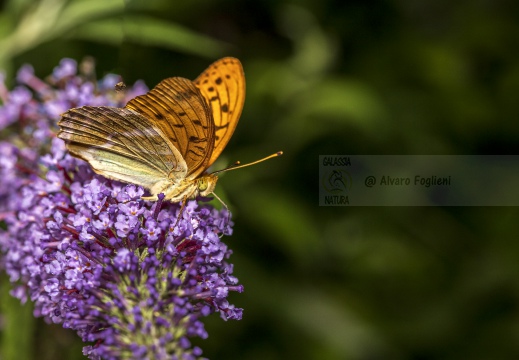 Argynnis paphia - PAFIA; TABACCO DI SPAGNA; FRITILLARIA