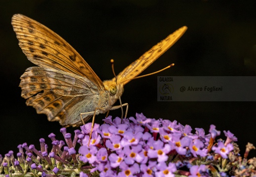 Argynnis paphia - PAFIA; TABACCO DI SPAGNA; FRITILLARIA