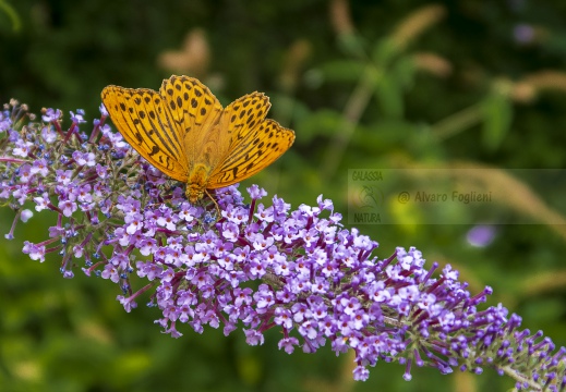 Argynnis paphia - PAFIA; TABACCO DI SPAGNA; FRITILLARIA