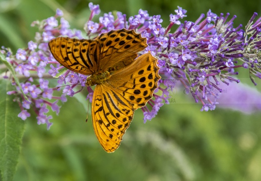 Argynnis paphia - PAFIA; TABACCO DI SPAGNA; FRITILLARIA