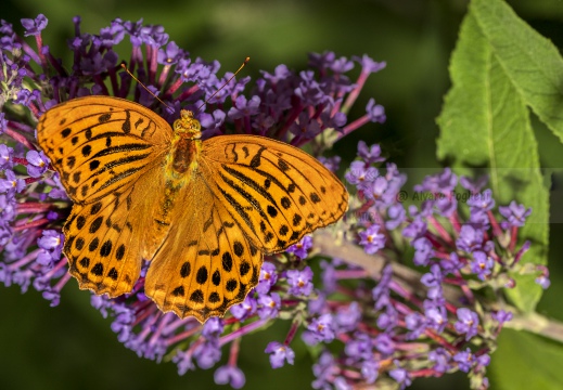 Argynnis paphia - PAFIA; TABACCO DI SPAGNA; FRITILLARIA