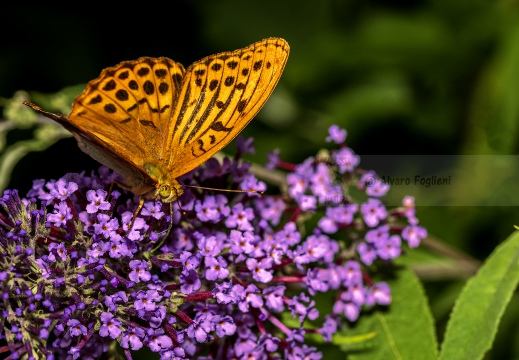 Argynnis paphia - PAFIA; TABACCO DI SPAGNA; FRITILLARIA