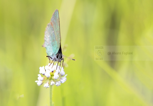 ARGO VERDE [Licenide del rovo], Green Hairstreak, Callophrys rubi 