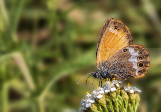 Coenonympha arcania - ARCANIA