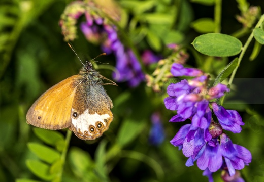 Coenonympha arcania - ARCANIA