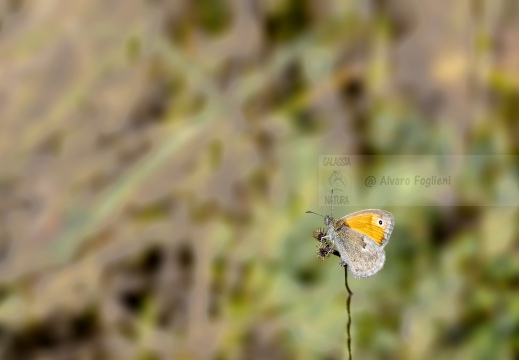 Coenonympha pamphilus - NINFA MINORE