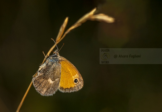 Coenonympha pamphilus - NINFA MINORE