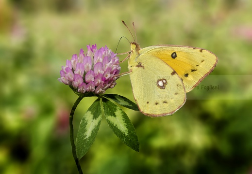 Colias crocea - LIMONCELLA