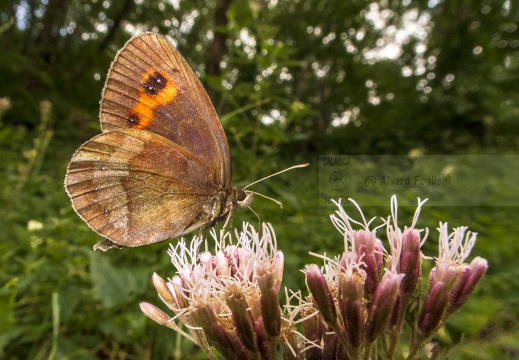 Erebia aethiops - ETIOPE