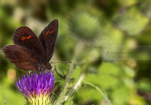 Erebia aethiops - ETIOPE