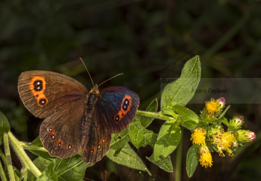 Erebia aethiops - ETIOPE