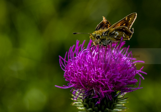 Hesperia comma