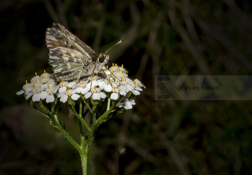 Hesperia comma