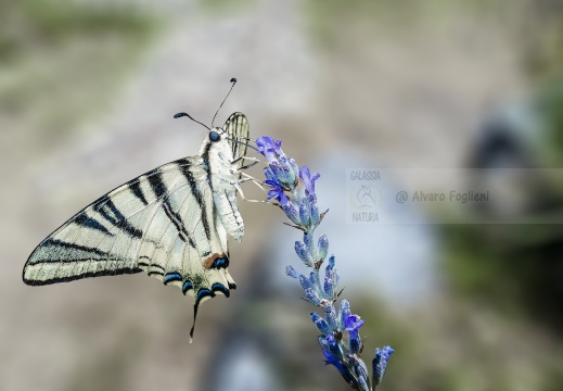 PODALIRIO, Scarce swallowtail, Iphiclides podalirius