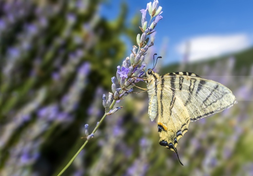 PODALIRIO, Scarce swallowtail, Iphiclides podalirius