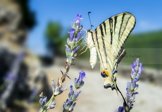 PODALIRIO, Scarce swallowtail, Iphiclides podalirius