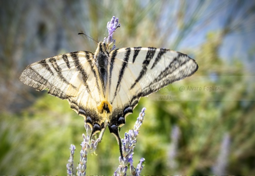 PODALIRIO, Scarce swallowtail, Iphiclides podalirius