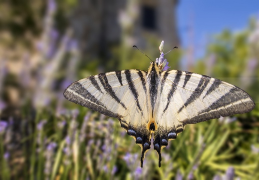 PODALIRIO, Scarce swallowtail, Iphiclides podalirius