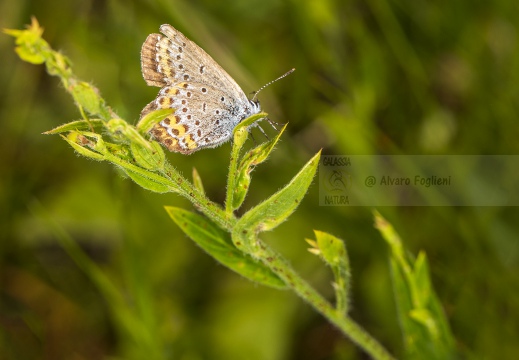 Plebejus  IMG 3111 copia