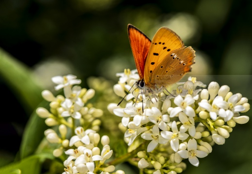 Lycaena virgaureae - LICENA DALLA VERGA D'ORO