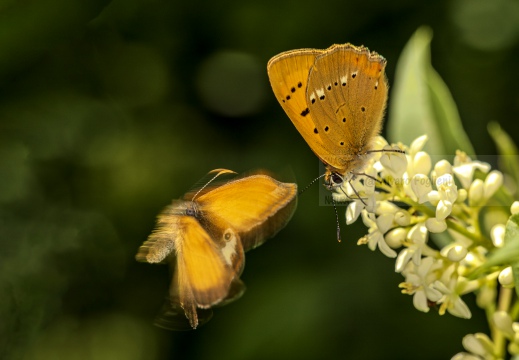 Lycaena virgaureae - LICENA DALLA VERGA D'ORO