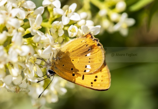 Lycaena virgaureae - LICENA DALLA VERGA D'ORO