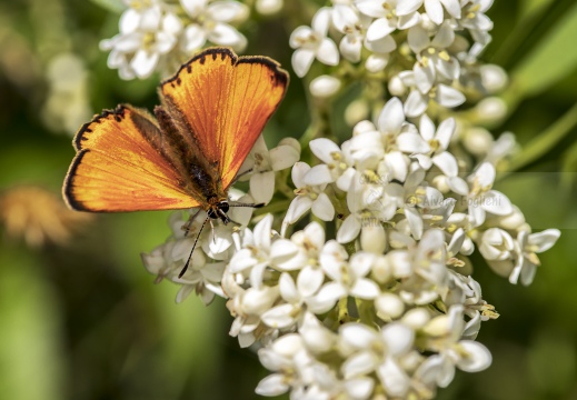 Lycaena virgaureae - LICENA DALLA VERGA D'ORO