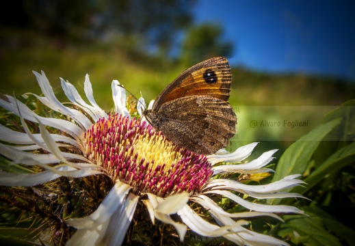 Maniola jurtina