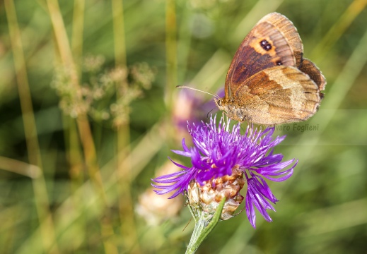 Maniola jurtina