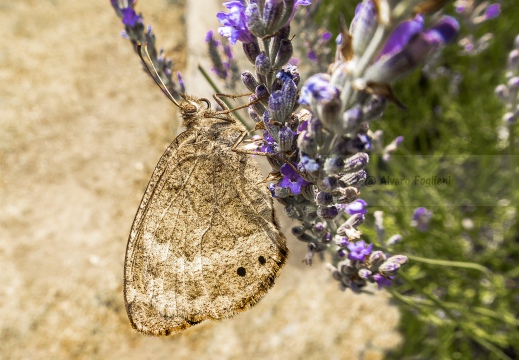 Maniola jurtina