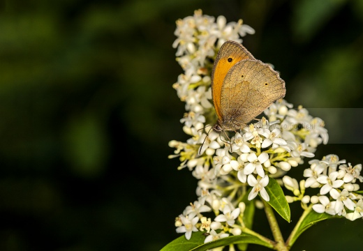 Maniola jurtina