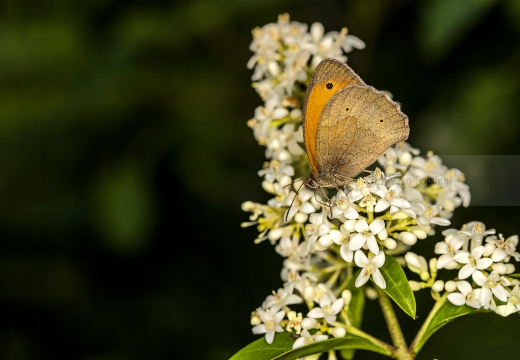 Maniola jurtina