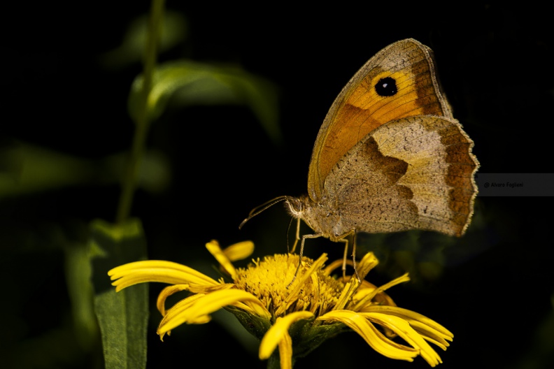 Coenonympha pamphilus - NINFA MINORE  IMG_3027.jpg