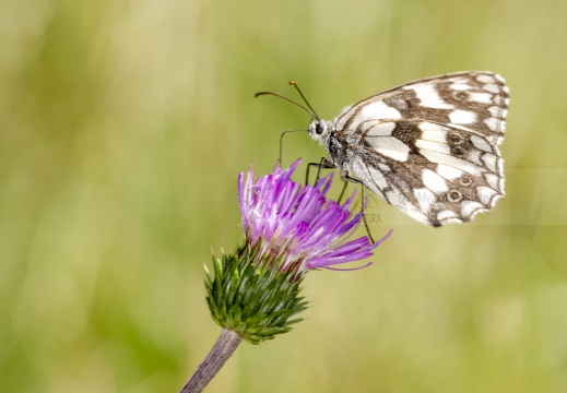 Melanargia Galathea - GALATEA