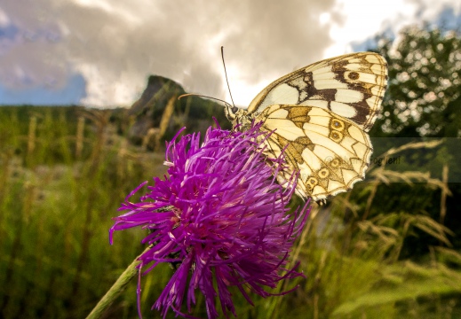 Melanargia Galathea - GALATEA