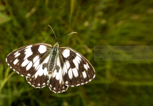 Melanargia Galathea - GALATEA