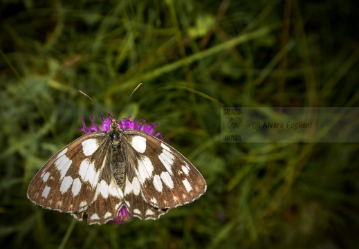 Melanargia Galathea - GALATEA