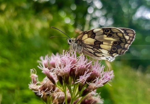 Melanargia Galathea - GALATEA